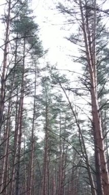 Öğleden sonra çam ormanının dikey videosu