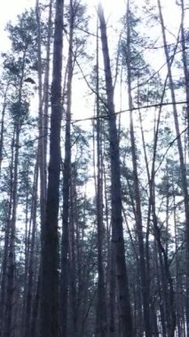 Öğleden sonra çam ormanının dikey videosu