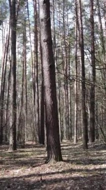 Öğleden sonra çam ormanının dikey videosu