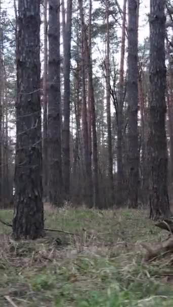 Vertikální video borového lesa odpoledne — Stock video