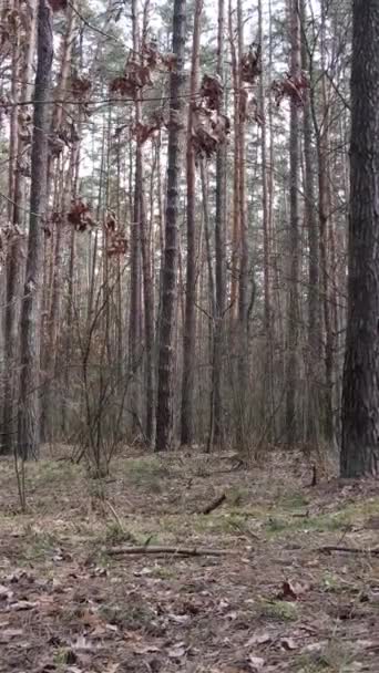 Vertikální video borového lesa odpoledne — Stock video