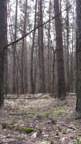 Vídeo vertical da floresta de pinheiros à tarde — Vídeo de Stock