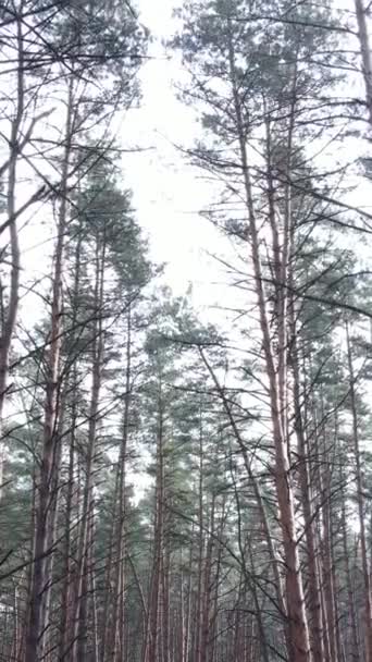 Vertikal video av tallskogen på eftermiddagen — Stockvideo