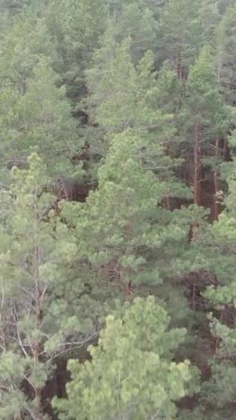 Vidéo verticale de la pinède dans l'après-midi