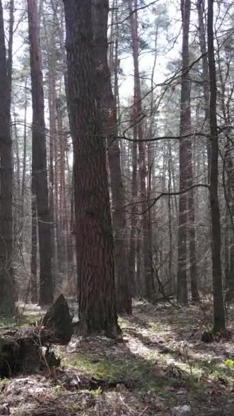 Pionowe wideo lasu sosnowego po południu — Wideo stockowe