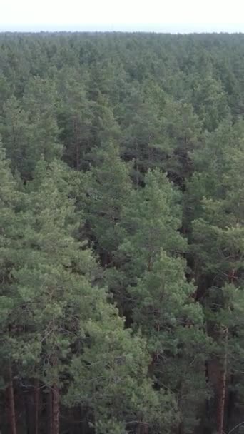 Vertikales Video des Kiefernwaldes am Nachmittag — Stockvideo