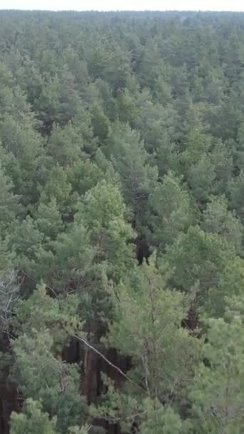 Vidéo verticale de la pinède dans l'après-midi