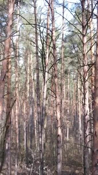 Vertical video of the pine forest in the afternoon — Stock Video