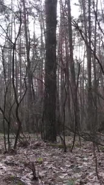 Függőleges videó a fenyőerdőről délután — Stock videók