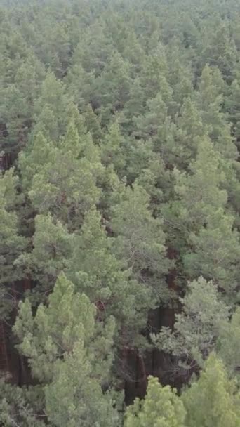 Vidéo verticale de la pinède dans l'après-midi