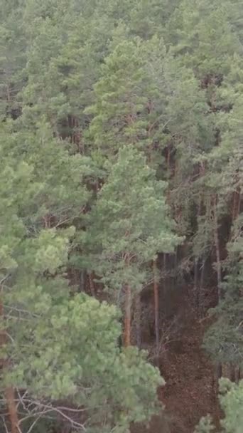 Vidéo verticale de la pinède dans l'après-midi