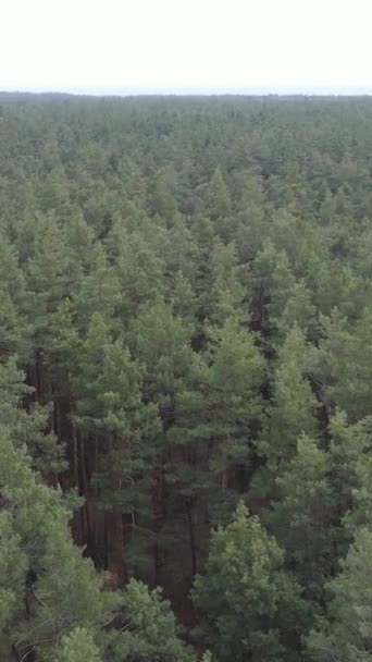 Vidéo verticale de la pinède dans l'après-midi
