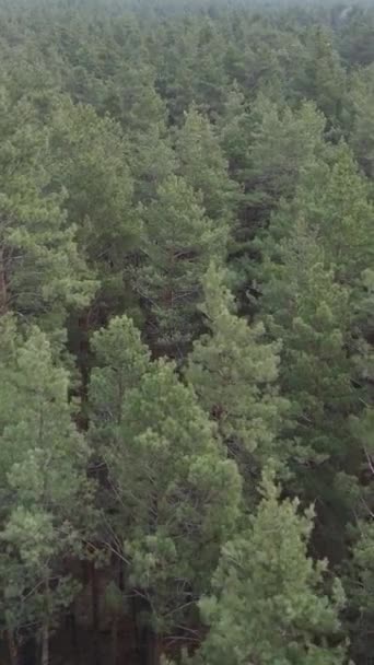 Vidéo verticale de la pinède dans l'après-midi