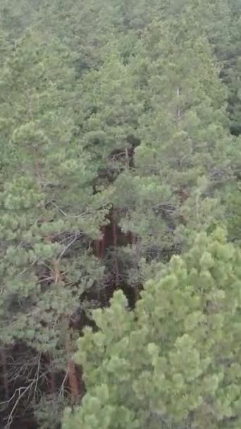 Vidéo verticale de la pinède dans l'après-midi