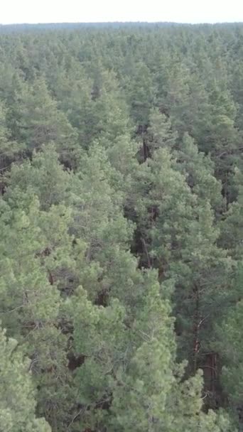 Vidéo verticale de la pinède dans l'après-midi