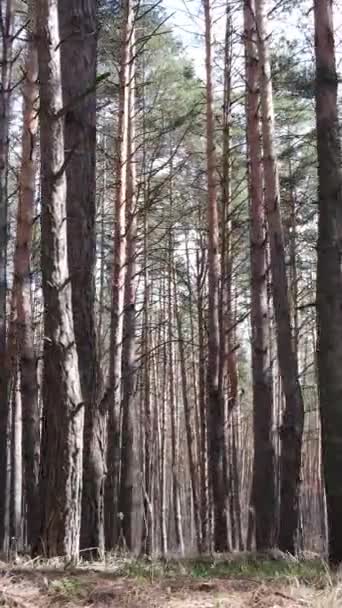 Вертикальное видео соснового леса днем — стоковое видео