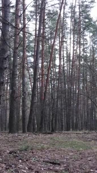 Vídeo vertical da floresta de pinheiros à tarde — Vídeo de Stock