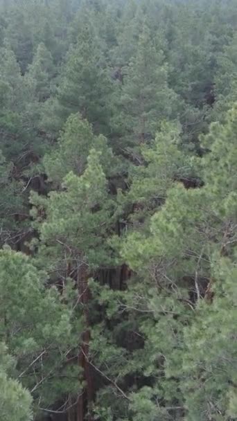 Vidéo verticale de la pinède dans l'après-midi