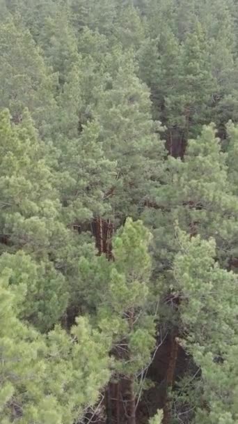 Vidéo verticale de la pinède dans l'après-midi