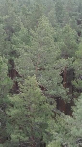 Vidéo verticale de la pinède dans l'après-midi