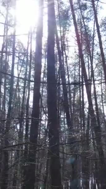 午後の松林の垂直ビデオ — ストック動画