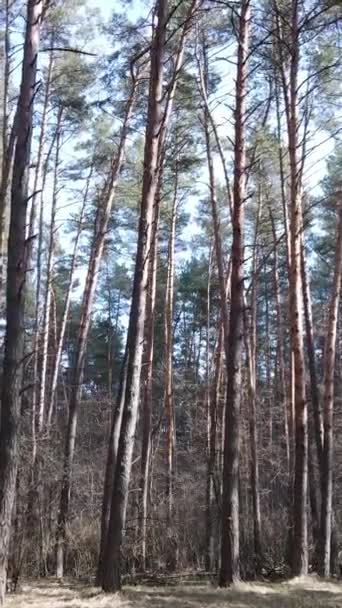 Vídeo vertical del bosque de pinos por la tarde — Vídeos de Stock