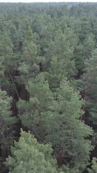 Vidéo verticale de la pinède dans l'après-midi