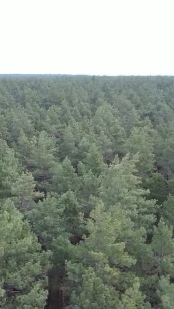 Vidéo verticale de la pinède dans l'après-midi