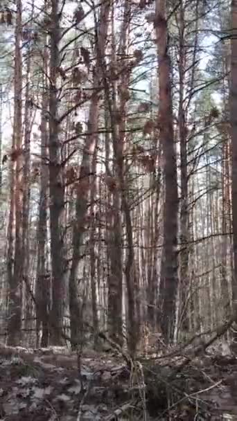 Вертикальное видео соснового леса днем — стоковое видео