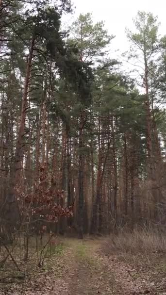 Vídeo vertical del bosque de pinos por la tarde — Vídeos de Stock