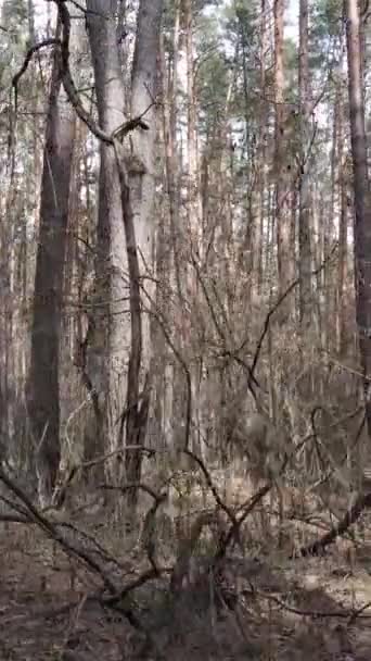 Verticale video van het dennenbos in de namiddag — Stockvideo