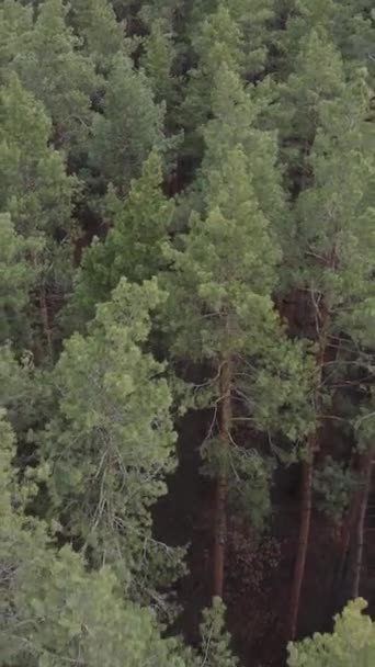 Vidéo verticale de la pinède dans l'après-midi