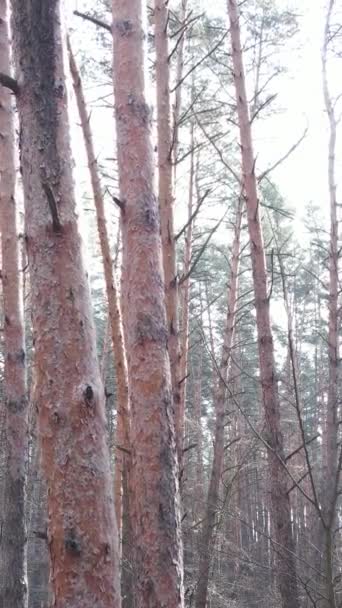 Vidéo verticale de la pinède dans l'après-midi