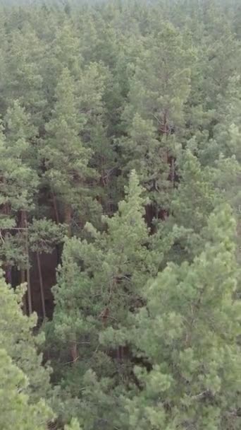 Vidéo verticale de la pinède dans l'après-midi