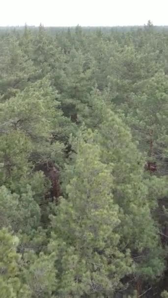Vidéo verticale de la pinède dans l'après-midi