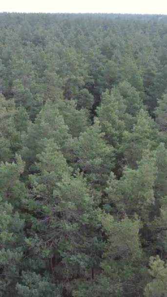 Vidéo verticale de la pinède dans l'après-midi