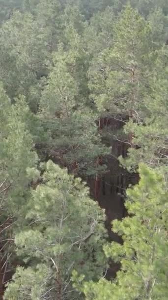 Vidéo verticale de la pinède dans l'après-midi