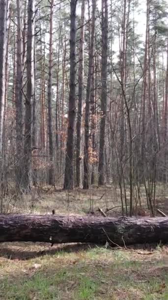 Vertical video of the pine forest in the afternoon — Stock Video