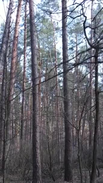 오후에 있었던 소나무 숲의 수직 영상 — 비디오