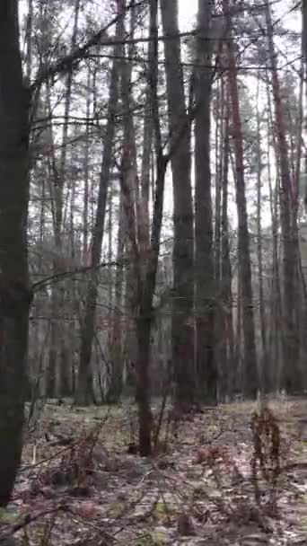 Pionowe wideo lasu sosnowego po południu — Wideo stockowe