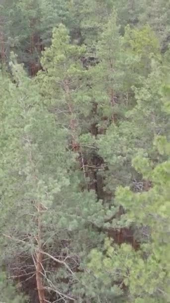 Vidéo verticale de la pinède dans l'après-midi
