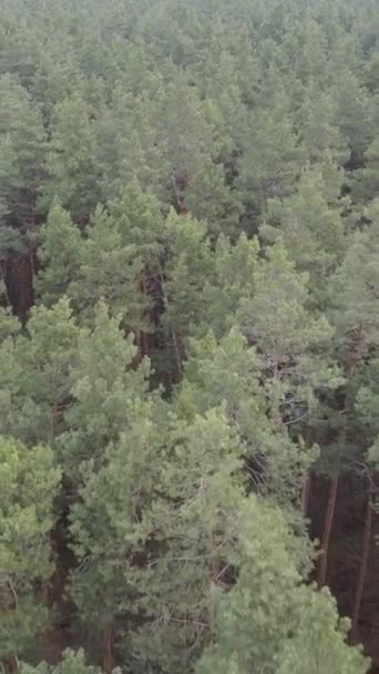 Vidéo verticale de la pinède dans l'après-midi