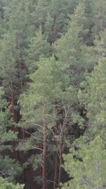 Vidéo verticale de la pinède dans l'après-midi