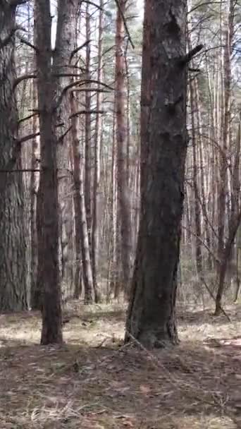 Вертикальне відео соснового лісу в другій половині дня — стокове відео
