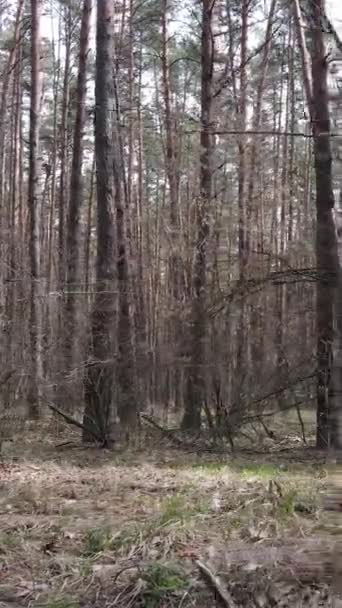 Öğleden sonra çam ormanının dikey videosu — Stok video