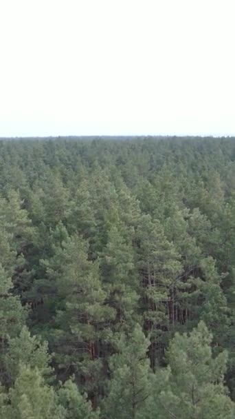 Vertikales Video des Kiefernwaldes am Nachmittag — Stockvideo