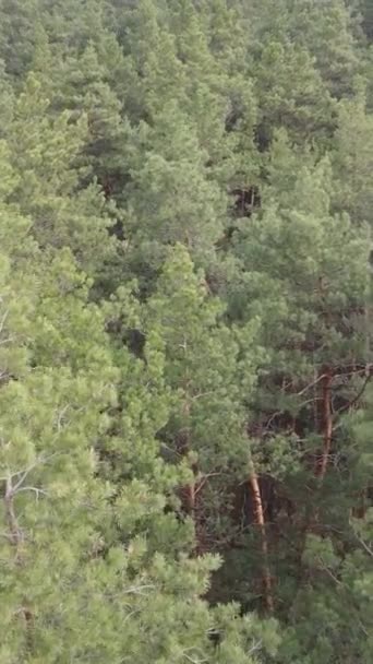 Вертикальне відео соснового лісу в другій половині дня — стокове відео