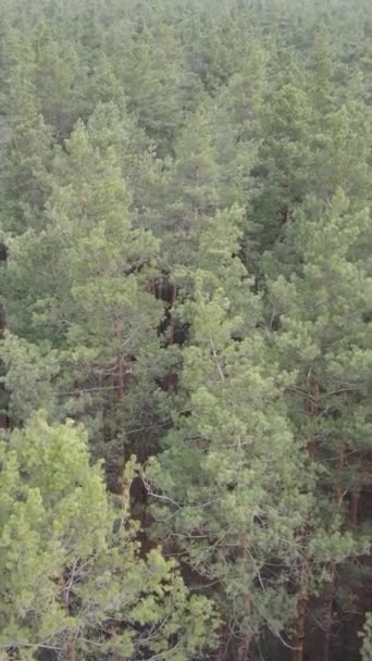 Vidéo verticale de la pinède dans l'après-midi