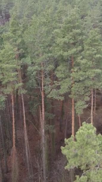 Vidéo verticale de la pinède dans l'après-midi