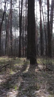 Çam ormanındaki ağaçların dikey videosu, yavaş çekim.